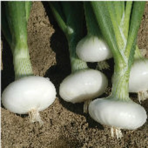 Bianca Di Maggio Onions ON34-100