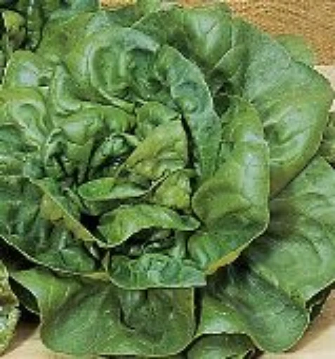 Bibb Lettuce LC2-100
