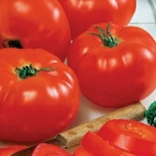 Big Beef Tomato TM11-20