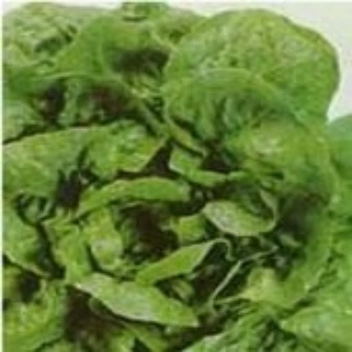 Big Boston Lettuce LC3-100