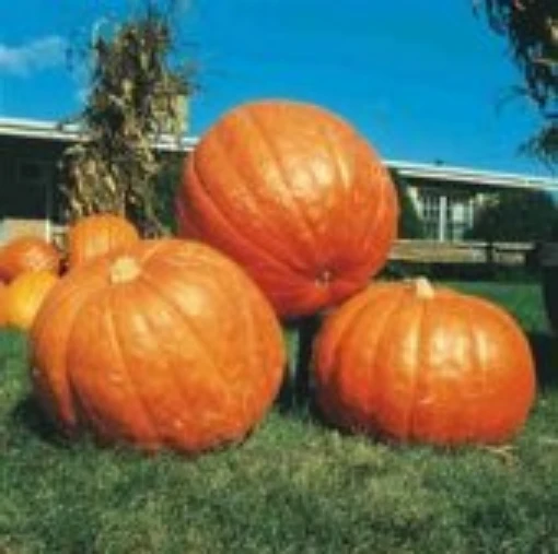 Big Max Pumpkins PM2-10