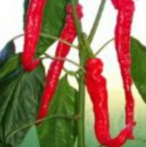 Big Red Hot Peppers HP29-20