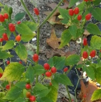Billy Goat Pepper Seeds