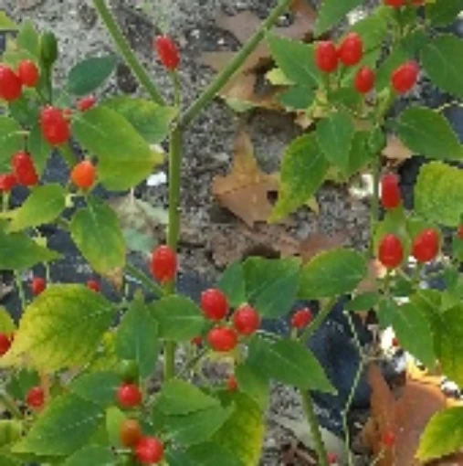 Billy Goat Pepper Seeds
