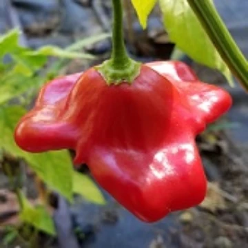 Bishop's Crown Pepper Seeds