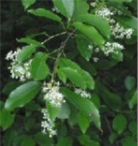 Black Cherry Tree TR1-20