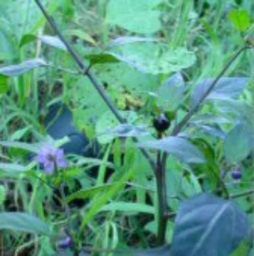 Black Cuban Pepper Seeds