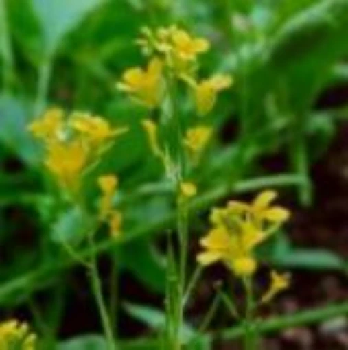 Black Mustard HB52-100