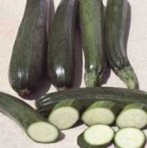 Black Zucchini Squash SQ45-20