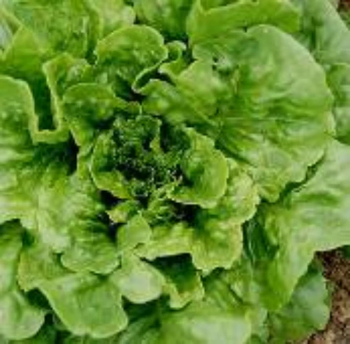 Blonde de Paris Lettuce LC35-100