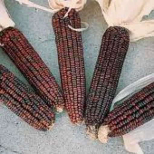 Bloody Butcher Corn CN9-50