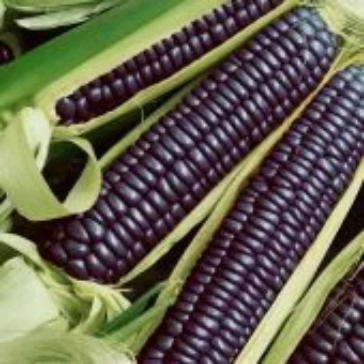 Hopi Blue Corn CN38-50