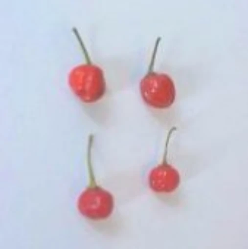 Bode Hot Peppers (Red) HP656-10