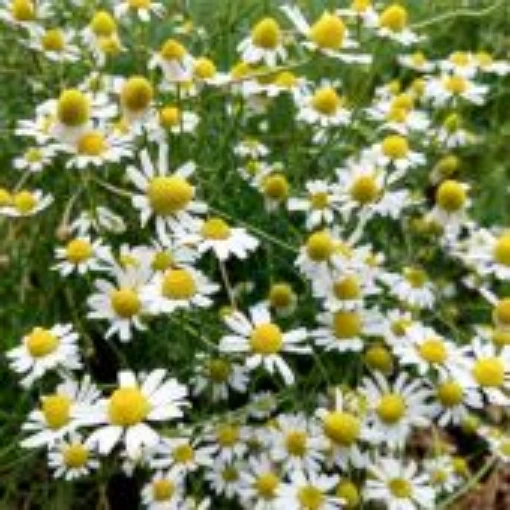Bodegold Chamomile HB154-100