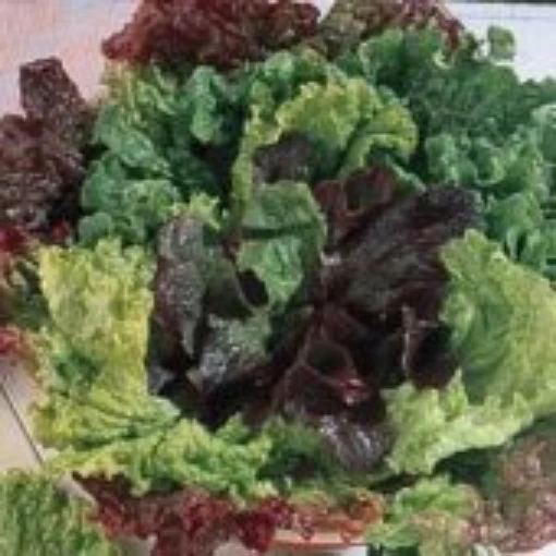 Bon Vivant Premium Blend Lettuce LC15-100