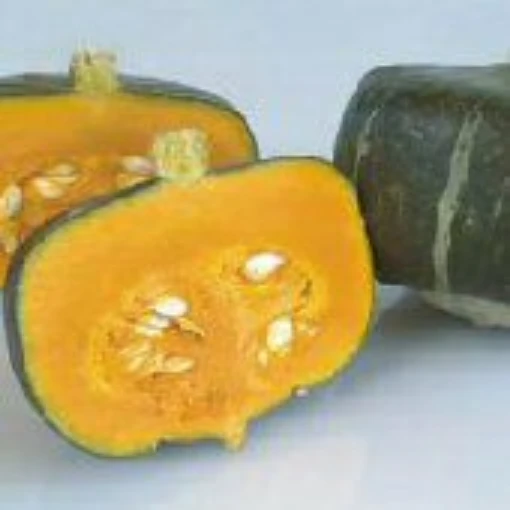 Bonbon Squash SQ65-10