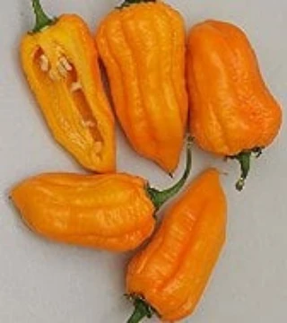 Bonda Man Jacques Pepper Seeds