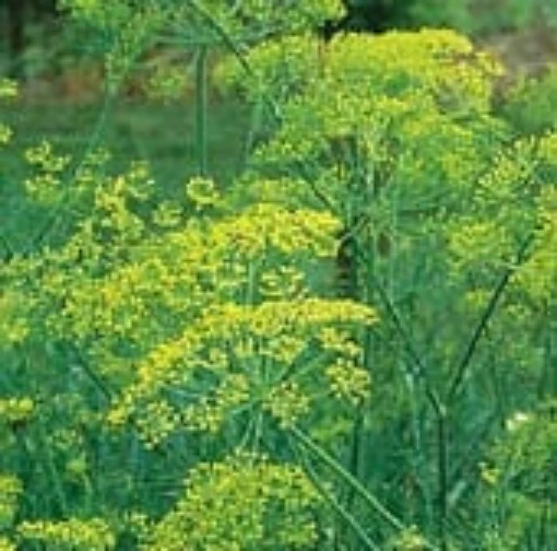 Bouquet Dill HB31-100