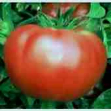 Brandywine OTV Tomato Seeds