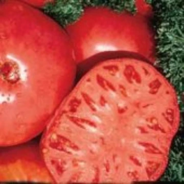 Brandywine Regular Leaf Tomato Seeds
