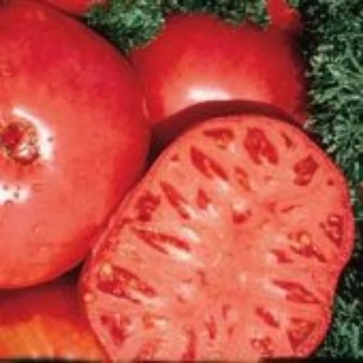 Brandywine Regular Leaf Tomato TM21-20