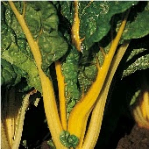Bright Yellow Swiss Chard SW6-50