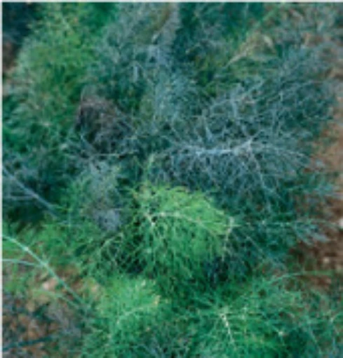 Bronze & Green Fennel HB36-100