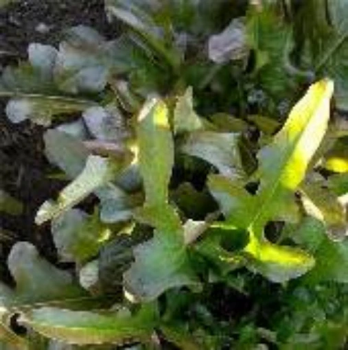 Bronze Guard Lettuce LC55-100