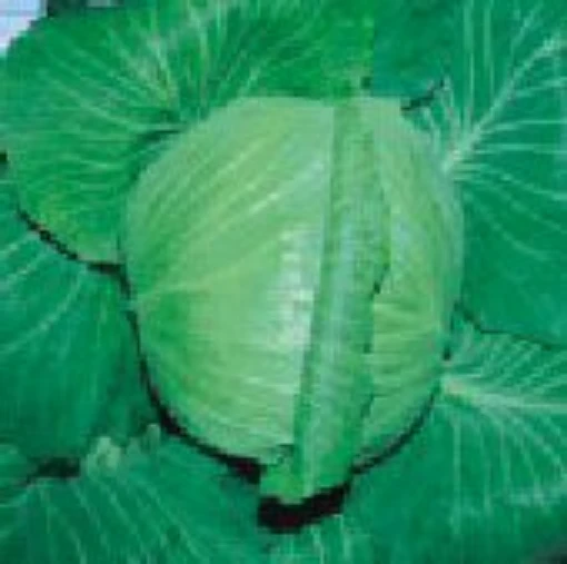 Brunswick Cabbage CB42-50