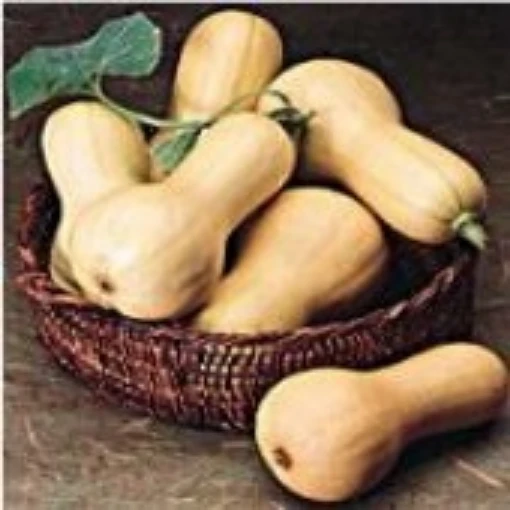Burpee Butterbush Squash SQ4-10