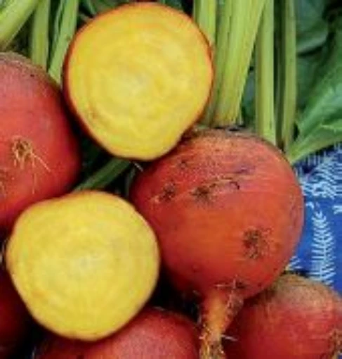 Burpee's Golden Beets BT14-50