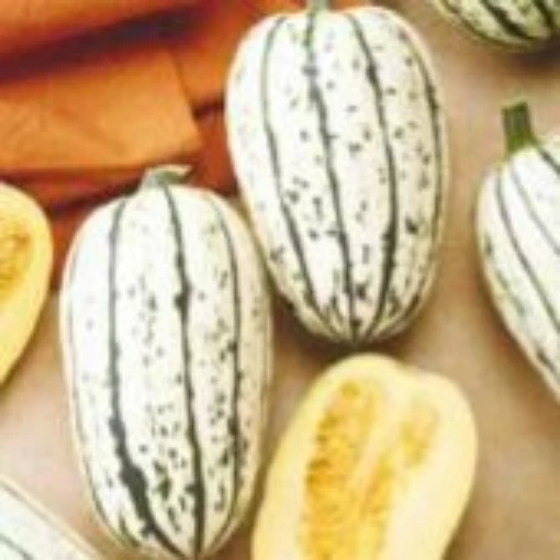 Bush Delicata Squash SQ41-20