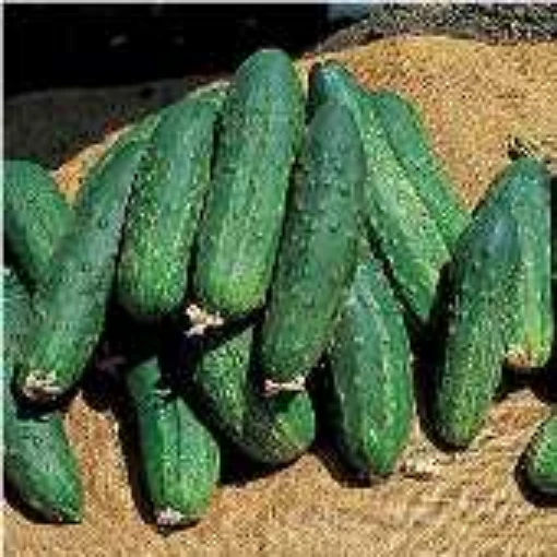 Bush Pickle Cucumbers CU5-20