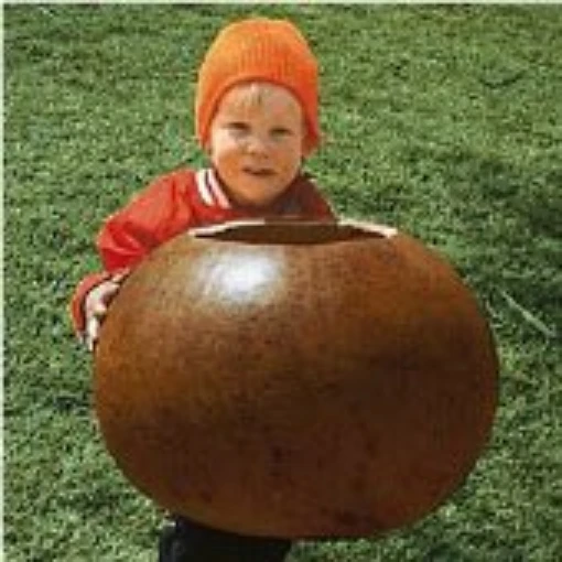 Bushel Gourds GD2-20