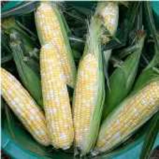 Butter and Sugar Corn CN25-50