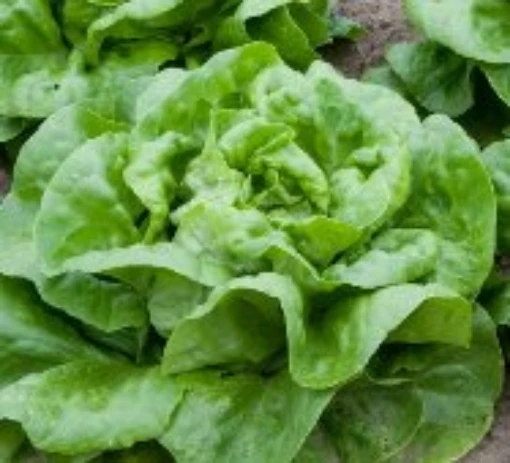 Buttercrunch Lettuce LC5-100