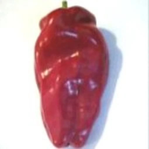 Cabeza de Lagarto Hot Pepper (Large) HP498-20