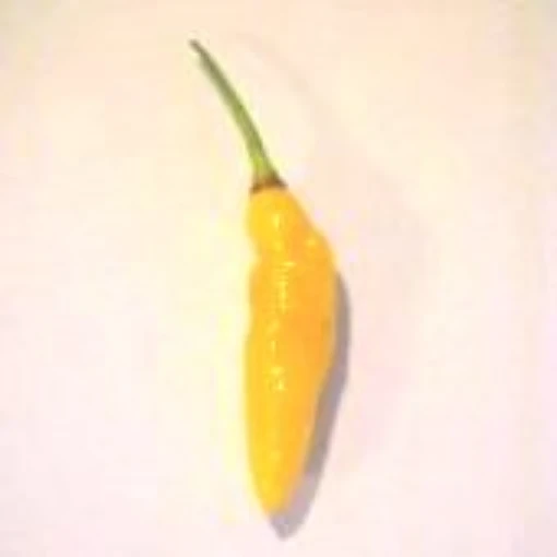 Caiene Hot Pepper (Yellow) HP1040-10