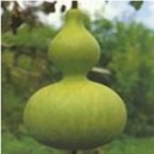 Calabash Gourds GD3-10