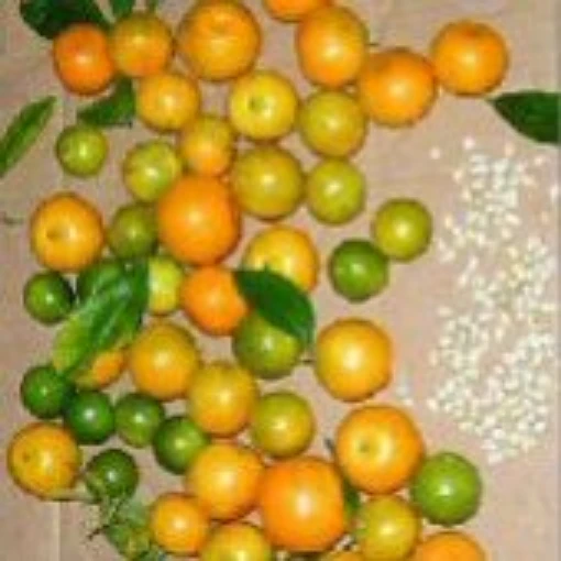 Calamansi Citrus Fruit Trees TR23-5