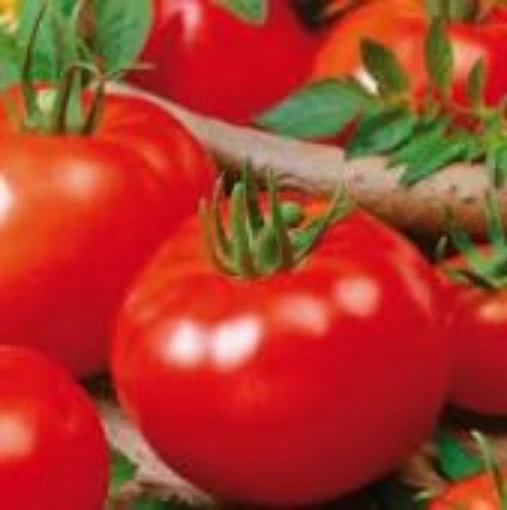 Campbell 33 Tomato TM432-20