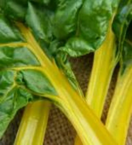 Canary Swiss Chard SW13-50