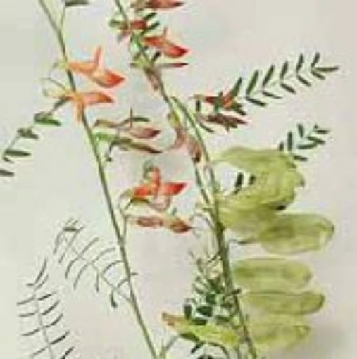 Cancer Bush HB177-10