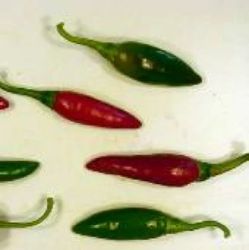 Capsicum Baccatum USDA #439391 Hot Peppers HP1390-10
