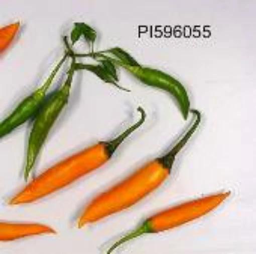 Capsicum Baccatum USDA #596055 Hot Peppers HP926-20