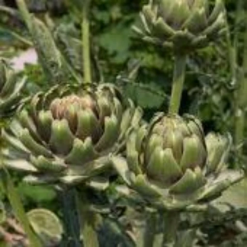 Cardoon CC1-20