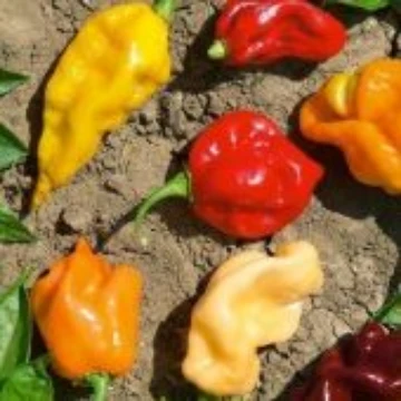 Caribbean Blend Pepper Seeds