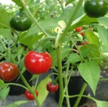 Cascabel Pepper Seeds