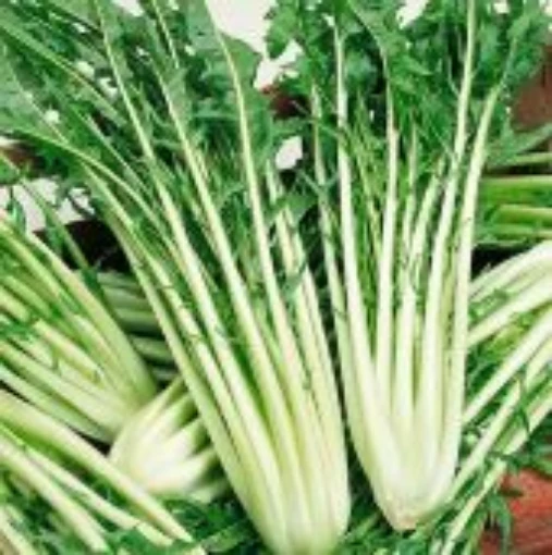 Catalogna Chicory CE5-100