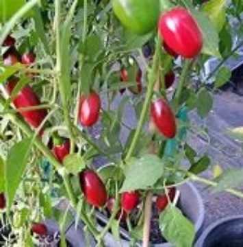Catarina Pepper Seeds